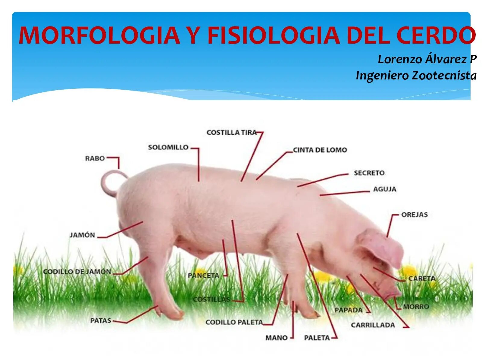 La anatomía del cerdo: Seleccionando los cortes perfectos