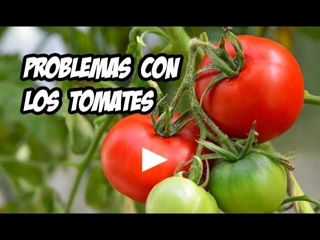 Errores comunes y cómo evitarlos (FAQ del Chef)