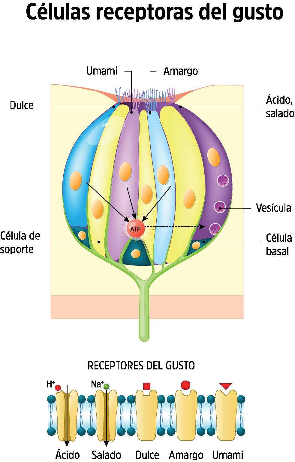 Conclusión del sabor: Disfruta tu obra maestra