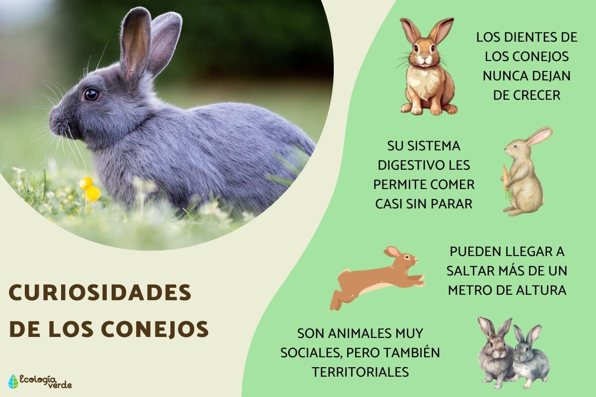 Preguntas Frecuentes (FAQ) sobre la preparación del conejo