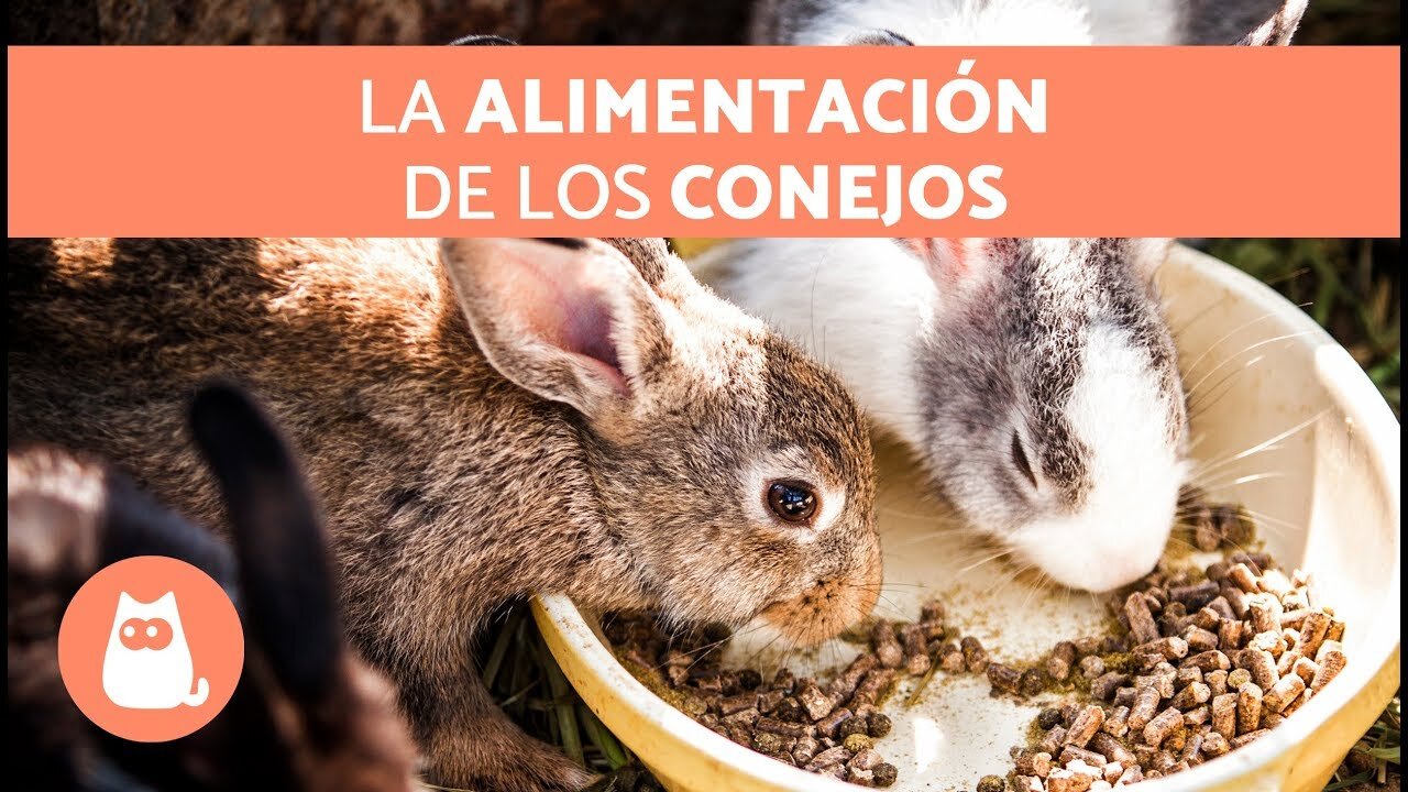 ¿Por Qué Fusionar Conejo con Queso?